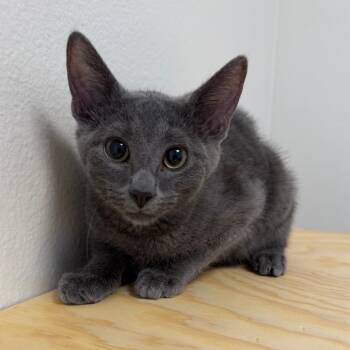 Donkey -  Domestic Short Hair Cat for Adoption in Cody, Wyoming - Donkey | PetCurious
