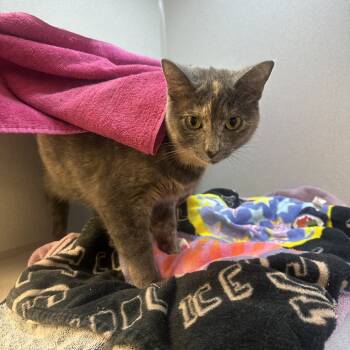 Rescue Domestic Medium Hair Cats for Adoption in Pittsburgh, Pennsylvania - Storm | PetCurious