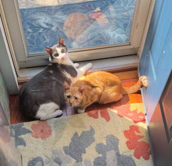 Rescue Domestic Short Hair Cats for Adoption in Woodbury, New Jersey - Turkey Burger & Boop | PetCurious