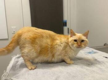 Baby Girl -  Siamese Cat for Adoption in Kansas City, Missouri - Baby Girl | PetCurious