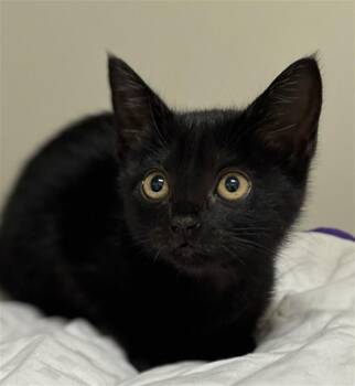 MAGIK -  Domestic Short Hair Cat Available for Adoption in Texas City, Texas - MAGIK | PetCurious
