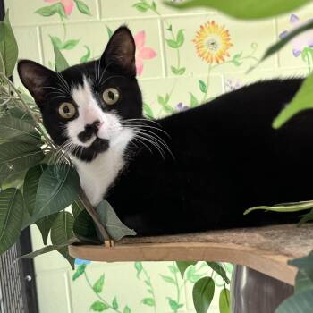 Charlie -  Domestic Short Hair Cat for Adoption in Englewood, Florida - Charlie | PetCurious