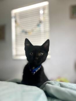 Humpty -  Domestic Short Hair Cat for Adoption in Sunrise, Florida - Humpty | PetCurious