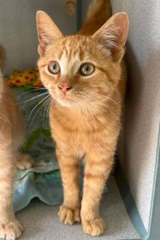 Frodo -  Domestic Short Hair Cat for Adoption in Waupaca, Wisconsin - Frodo | PetCurious