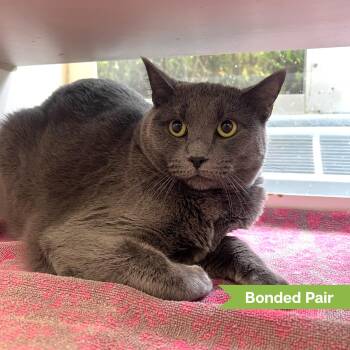 Leyla (bonded w/ Malena) -  Domestic Short Hair Cat for Adoption in Reisterstown, Maryland - Leyla (bonded W/ Malena) | PetCurious