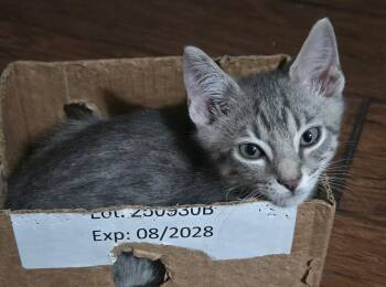 Voyager -  Domestic Short Hair Cat Available for Adoption in Seal Beach, California - Voyager | PetCurious
