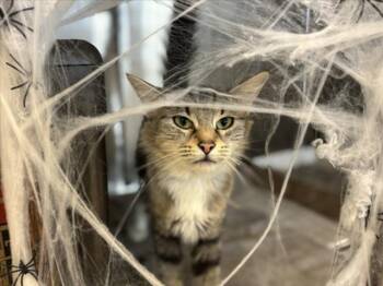 Rescue Domestic Medium Hair and Domestic Short Hair Cats for Adoption in Houston, Texas - BIANCA | PetCurious