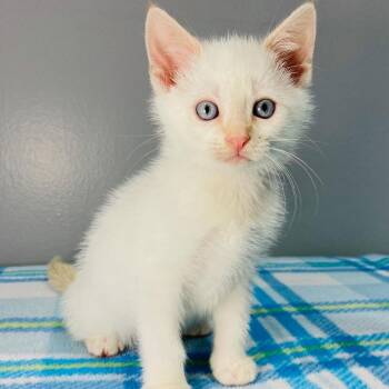 Thyme -  Domestic Short Hair Cat for Adoption in Cabot, Arkansas - Thyme | PetCurious