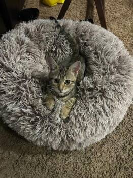 Rescue Tiger Cats for Adoption in Santa Cruz, California - Hazel | PetCurious