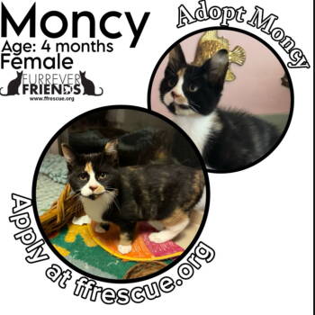 Rescue Domestic Short Hair Cats for Adoption in Woodbury, New Jersey - Moncy | PetCurious