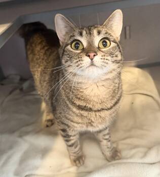 Domestic Short Hair Cats Available for Adoption in Hudson, New York - Beryl | PetCurious