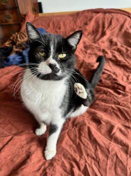 Tuxedo Cats Available for Adoption - Maybelline | PetCurious