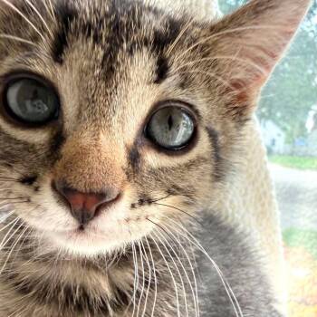 Francis -  Domestic Short Hair Cat for Adoption in West Olive, Michigan - Francis | PetCurious