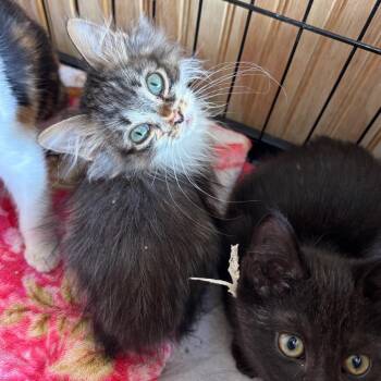 Bowtie 2 -  Domestic Long Hair Cat for Adoption in Parrish, Alabama - Bowtie 2 | PetCurious
