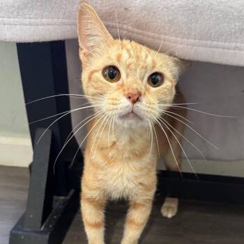 Legend of Orien -  Domestic Short Hair Cat for Adoption in Fredericksburg, Virginia - Legend Of Orien | PetCurious