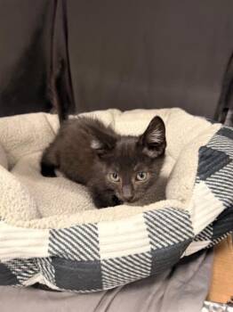JOLLY -  Domestic Short Hair Cat for Adoption in Grovetown, Georgia - JOLLY | PetCurious