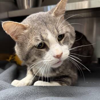 America -  Domestic Short Hair Cat for Adoption in Liberty, Missouri - America | PetCurious