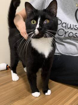 Rescue Domestic Short Hair Cats for Adoption in Elmsford, New York - Star | PetCurious