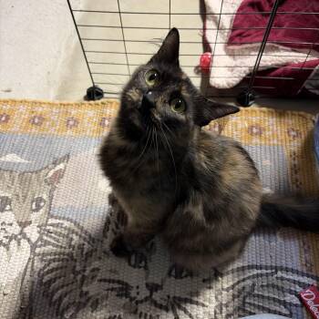 Cookie -  Tortoiseshell Cat for Adoption in Thomaston, Connecticut - Cookie | PetCurious