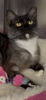 Nyla -  Domestic Medium Hair and Tuxedo Cat for Adoption in Baton Rouge, Louisiana - Nyla | PetCurious