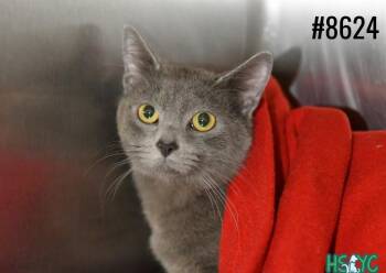Domestic Short Hair Cats Available for Adoption in Fort Mill, South Carolina - Meowtonium | PetCurious