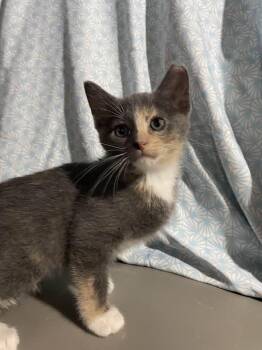 Dilute Calico Cats Available for Adoption in Cleveland, Ohio - Clover | PetCurious
