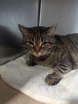 Penelope -  Domestic Short Hair Cat for Adoption in Pomona, New York - Penelope | PetCurious
