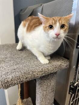 PELUCHE -  Domestic Short Hair Cat for Adoption in Killeen, Texas - PELUCHE | PetCurious