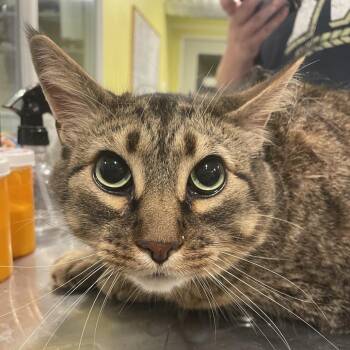 Bugsy -  Domestic Short Hair and Mixed Breed Cat for Adoption in West Des Moines, Iowa - Bugsy | PetCurious