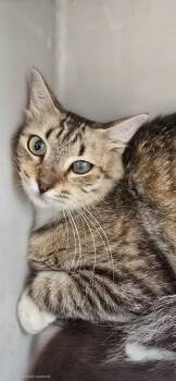 Sorana BR14456-T -  Domestic Short Hair Cat for Adoption in Missouri City, Texas - Sorana BR14456-T | PetCurious