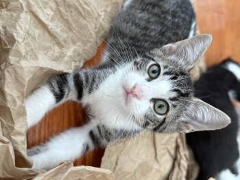 Rescue Domestic Short Hair Cats for Adoption in Los Angeles, California - Mable | PetCurious