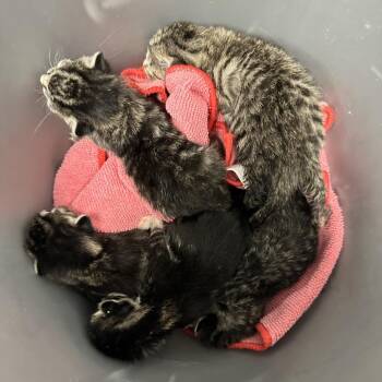 Domestic Short Hair Cats Available for Adoption in Abilene, Texas - Chardonnay | PetCurious