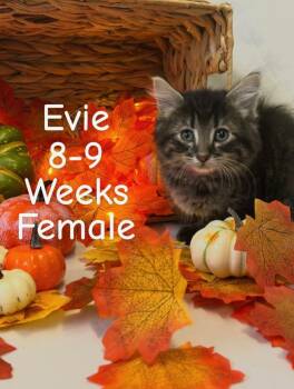 Rescue Domestic Medium Hair Cats for Adoption in Tama, Iowa - Evie | PetCurious