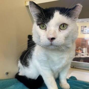 Domestic Short Hair Cats Available for Adoption in Rochester, Minnesota - Barney | PetCurious