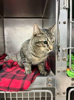 Smooch -  Domestic Short Hair Cat Available for Adoption in Marietta, Georgia - Smooch | PetCurious