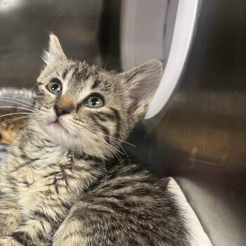 Mazurka -  Domestic Short Hair Cat for Adoption in Salt Lake City, Utah - Mazurka | PetCurious