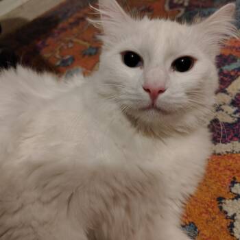 Domestic Medium Hair Cats Available for Adoption in Coos Bay, Oregon - Lily | PetCurious