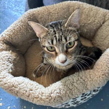 Tanya -  Domestic Short Hair Cat for Adoption in Midland, Texas - Tanya | PetCurious