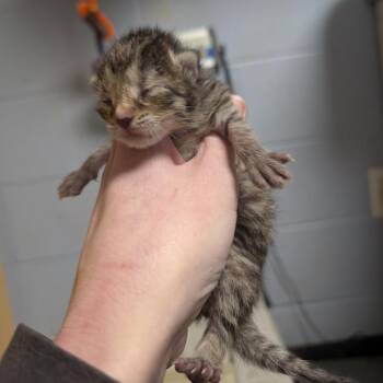 Andrew Jr. -  Domestic Short Hair Cat for Adoption in Dekalb, Illinois - Andrew Jr. | PetCurious