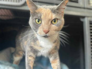 Rescue Domestic Short Hair and Dilute Calico Cats for Adoption in Gettysburg, Pennsylvania - Ellabelle | PetCurious