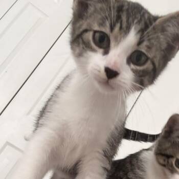 Bob -  Domestic Short Hair Cat for Adoption in West Palm Beach, Florida - Bob | PetCurious