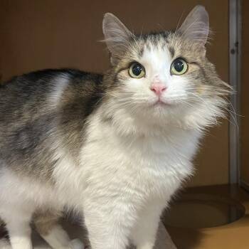 Domestic Medium Hair Cats Available for Adoption - Fruit Loop | PetCurious