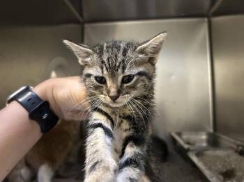 A613401 -  Domestic Short Hair Cat for Adoption in Modesto, California - A613401 | PetCurious