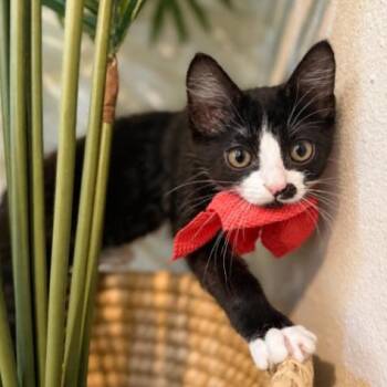 Stubbs -  Tuxedo and Domestic Medium Hair Cat for Adoption in Friendswood, Texas - Stubbs | PetCurious