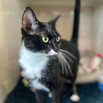 SPACE -  Domestic Short Hair Cat for Adoption in Fernandina Beach, Florida - SPACE | PetCurious