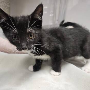 Domestic Short Hair Cats Available for Adoption in Grantsville, Utah - Sneezy | PetCurious