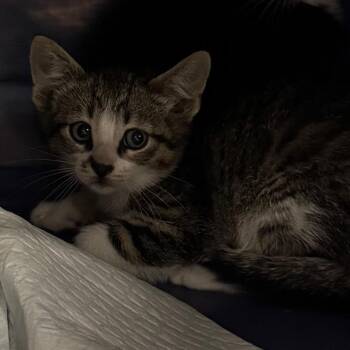 Honeycomb -  Domestic Short Hair Cat for Adoption in Salt Lake City, Utah - Honeycomb | PetCurious
