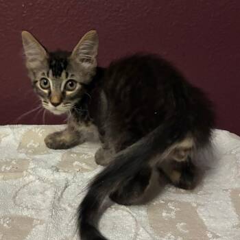 Scarecrow -  Domestic Medium Hair Cat for Adoption in NEW PT RICHEY, Florida - Scarecrow | PetCurious