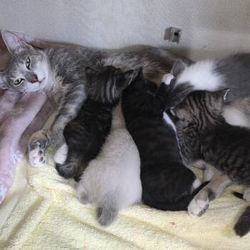 Rescue Domestic Short Hair Cats for Adoption in Jupiter, Florida - Salsa | PetCurious