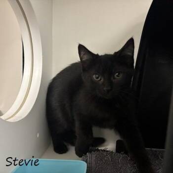 Stevie -  Domestic Short Hair Cat for Adoption in Yucaipa, California - Stevie | PetCurious